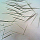 Image for article titled 10 of the World's Deadliest Plants — And How They Kill You